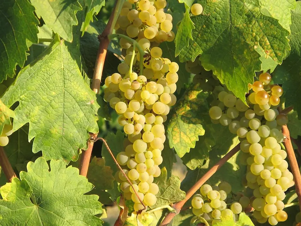 Agriturismo Colombaiolo 0*, Pienza